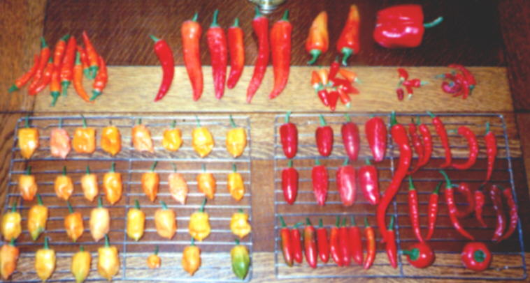 Some chile peppers (59KB Image)