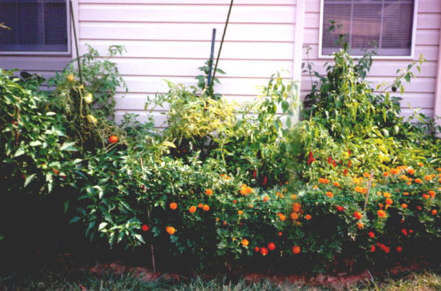 Our 1998 garden in production (68KB Image)