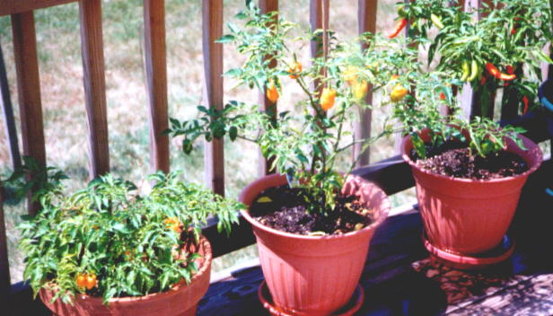 Some of our 1998 peppers in pots (57KB Image)