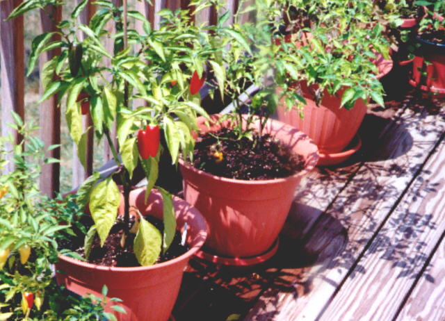 Some more peppers in pots (77KB Image)