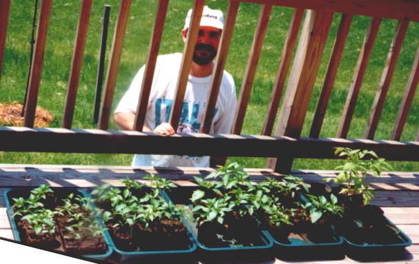 Our 1998 pepper and tomato seedlings (54KB Image)