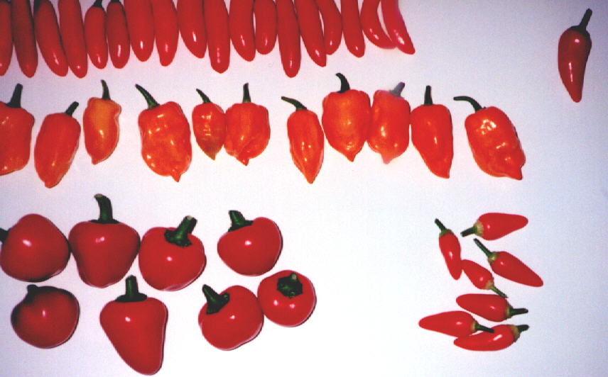 Chile peppers (63KB Image)