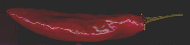 Scan of a Deep Red, Ripe, Home Grown Anaheim Pepper (7KB Image)